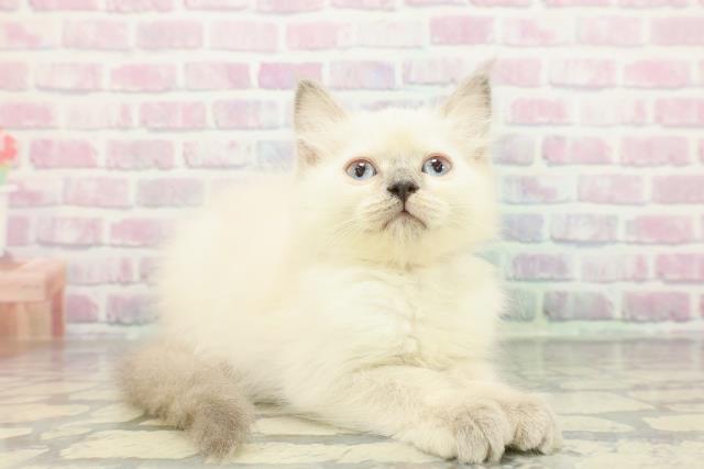 福島県のラグドール (Coo&RIKU会津若松店/2025年11月23日生まれ/女の子/ブルーポイント)の子猫の3枚目の画像