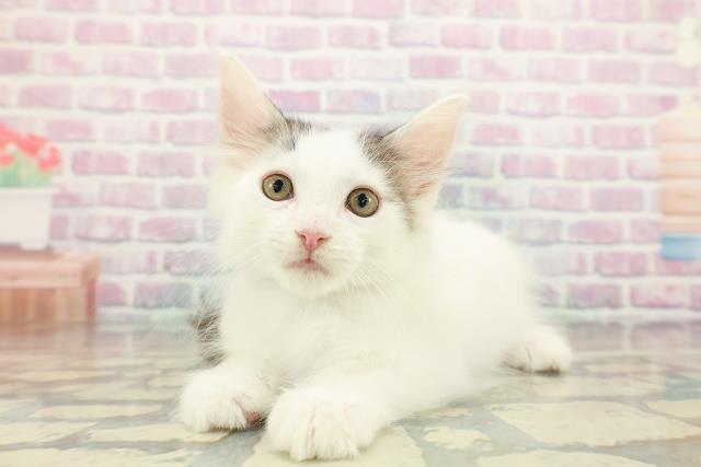 新潟県のメインクーン (Coo&RIKU新潟西店/2025年12月9日生まれ/男の子/ブラウンタビーホワイト)の子猫の2枚目の画像