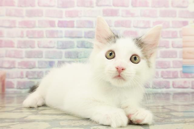 新潟県のメインクーン (Coo&RIKU新潟西店/2025年12月9日生まれ/男の子/ブラウンタビーホワイト)の子猫の3枚目の画像