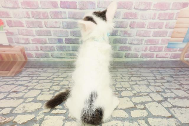 新潟県のメインクーン (Coo&RIKU新潟西店/2025年12月9日生まれ/男の子/ブラウンタビーホワイト)の子猫の4枚目の画像