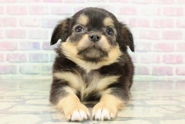 新潟県のラグドール (Coo&RIKUイオンモール新発田店/2025年11月18日生まれ/女の子/シールポイントバイカラー)の子猫の1枚目の画像