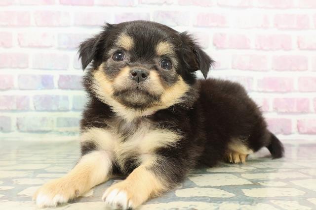 新潟県のラグドール (Coo&RIKUイオンモール新発田店/2025年11月18日生まれ/女の子/シールポイントバイカラー)の子猫の2枚目の画像