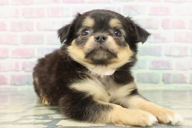 新潟県のラグドール (Coo&RIKUイオンモール新発田店/2025年11月18日生まれ/女の子/シールポイントバイカラー)の子猫の3枚目の画像