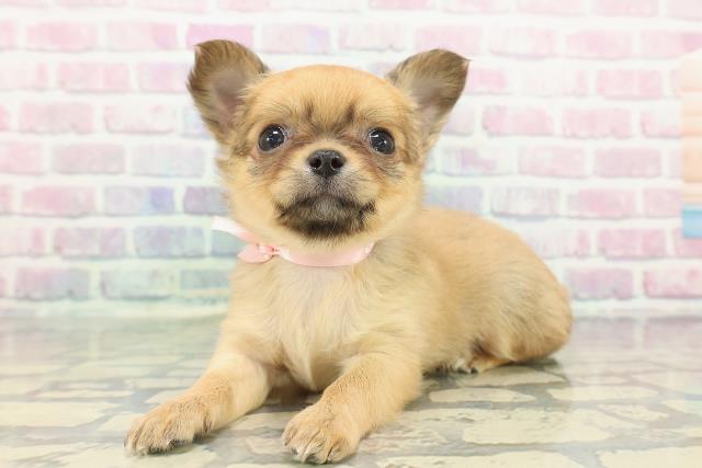 新潟県のラグドール (Coo&RIKU上越店/2025年11月18日生まれ/女の子/シールリンクスポイントミテッド)の子猫の2枚目の画像