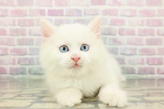 宮城県のサイベリアン (Coo&RIKU石巻店/2025年12月8日生まれ/男の子/ホワイト)の子猫