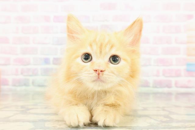 北海道のラガマフィン (Coo&RIKU釧路店/2025年11月22日生まれ/男の子/レッドタビー)の子猫の1枚目の画像