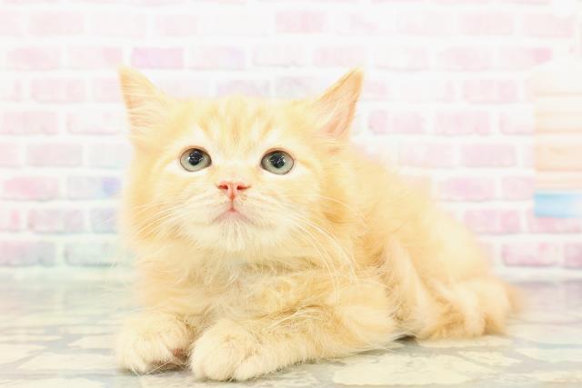 北海道のラガマフィン (Coo&RIKU釧路店/2025年11月22日生まれ/男の子/レッドタビー)の子猫の2枚目の画像