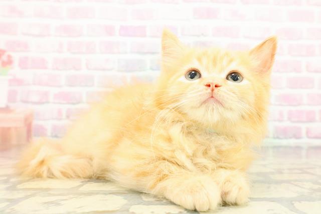 北海道のラガマフィン (Coo&RIKU釧路店/2025年11月22日生まれ/男の子/レッドタビー)の子猫の3枚目の画像