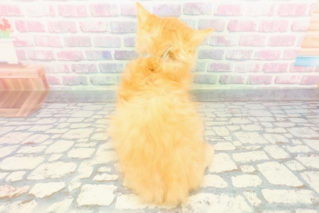 北海道のラガマフィン (Coo&RIKU釧路店/2025年11月22日生まれ/男の子/レッドタビー)の子猫の4枚目の画像