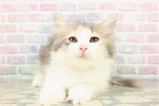 沖縄県のノルウェージャンフォレストキャット (Coo&RIKU沖縄浦添店/2025年11月28日生まれ/女の子/ダイリュートキャリコ)の子猫の1枚目の画像