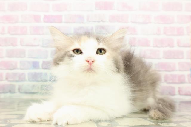 沖縄県のノルウェージャンフォレストキャット (Coo&RIKU沖縄浦添店/2025年11月28日生まれ/女の子/ダイリュートキャリコ)の子猫の2枚目の画像