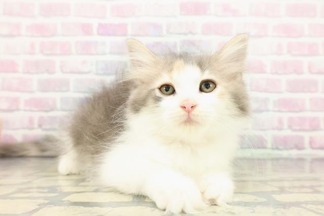 沖縄県のノルウェージャンフォレストキャット (Coo&RIKU沖縄浦添店/2025年11月28日生まれ/女の子/ダイリュートキャリコ)の子猫の3枚目の画像