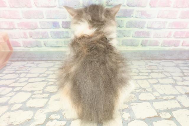 沖縄県のノルウェージャンフォレストキャット (Coo&RIKU沖縄浦添店/2025年11月28日生まれ/女の子/ダイリュートキャリコ)の子猫の4枚目の画像