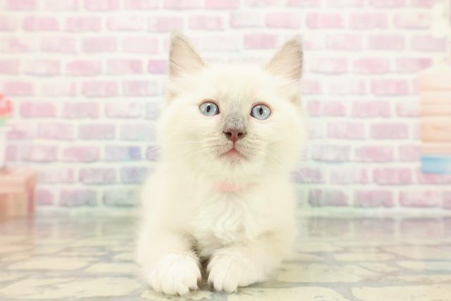 神奈川県のラグドール (Coo&RIKU相模原店/2025年12月14日生まれ/女の子/ブルーポイントミテッド)の子猫の1枚目の画像