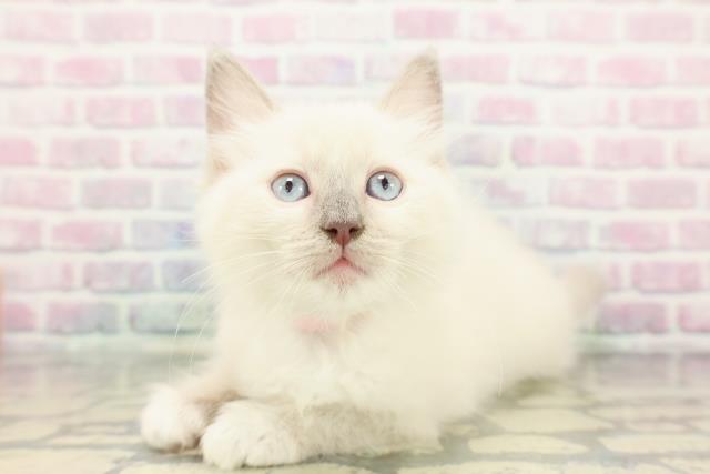 神奈川県のラグドール (Coo&RIKU相模原店/2025年12月14日生まれ/女の子/ブルーポイントミテッド)の子猫の2枚目の画像