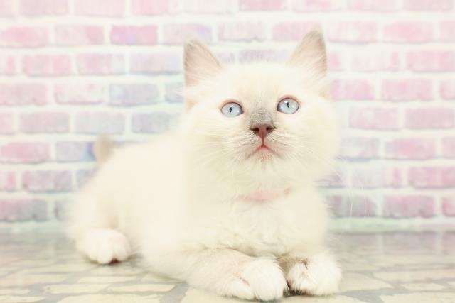 神奈川県のラグドール (Coo&RIKU相模原店/2025年12月14日生まれ/女の子/ブルーポイントミテッド)の子猫の3枚目の画像