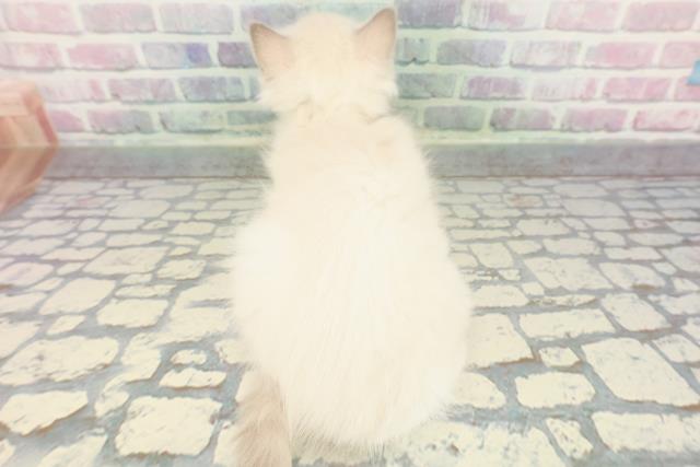 神奈川県のラグドール (Coo&RIKU相模原店/2025年12月14日生まれ/女の子/ブルーポイントミテッド)の子猫の4枚目の画像