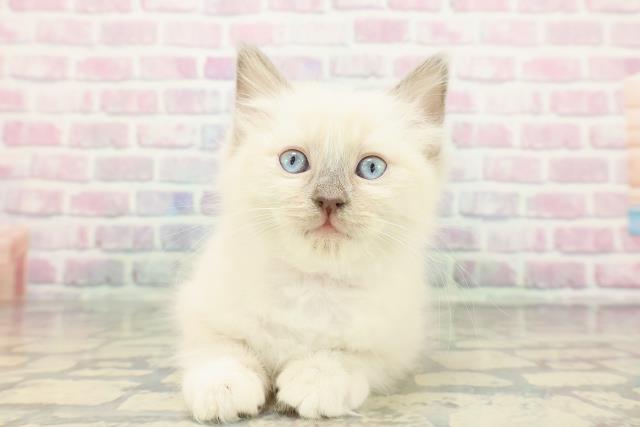沖縄県のラグドール (Coo&RIKU沖縄浦添店/2025年12月14日生まれ/女の子/ブルーポイントミテッド)の子猫の1枚目の画像