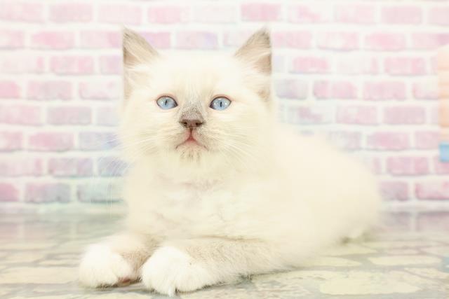 沖縄県のラグドール (Coo&RIKU沖縄浦添店/2025年12月14日生まれ/女の子/ブルーポイントミテッド)の子猫の2枚目の画像