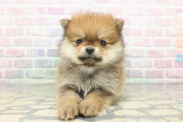 福島県のポメラニアン (Coo&RIKU福島店/2025年12月12日生まれ/男の子/オレンジ)の子犬の1枚目の画像