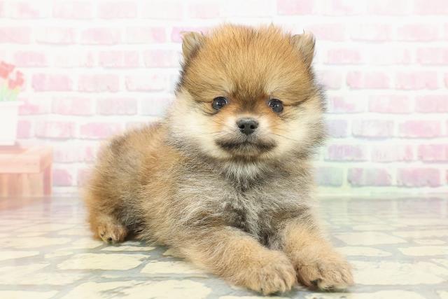 福島県のポメラニアン (Coo&RIKU福島店/2025年12月12日生まれ/男の子/オレンジ)の子犬の3枚目の画像