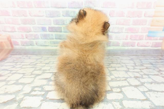 福島県のポメラニアン (Coo&RIKU福島店/2025年12月12日生まれ/男の子/オレンジ)の子犬の4枚目の画像