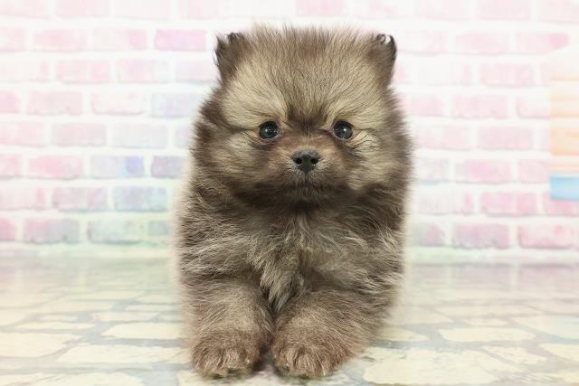 福島県のポメラニアン (Coo&RIKUいわき店/2025年12月12日生まれ/男の子/オレンジセーブル)の子犬の1枚目の画像