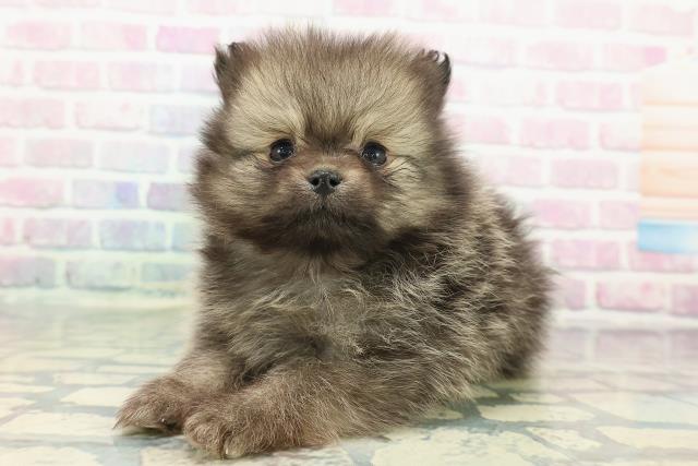 福島県のポメラニアン (Coo&RIKUいわき店/2025年12月12日生まれ/男の子/オレンジセーブル)の子犬の2枚目の画像