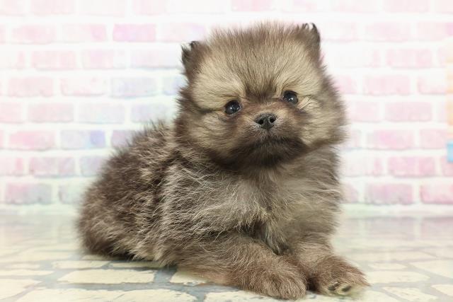 福島県のポメラニアン (Coo&RIKUいわき店/2025年12月12日生まれ/男の子/オレンジセーブル)の子犬の3枚目の画像