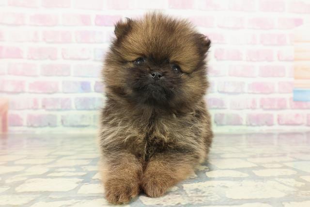 富山県のポメラニアン (Coo&RIKU富山店/2025年12月12日生まれ/男の子/オレンジセーブル)の子犬の1枚目の画像