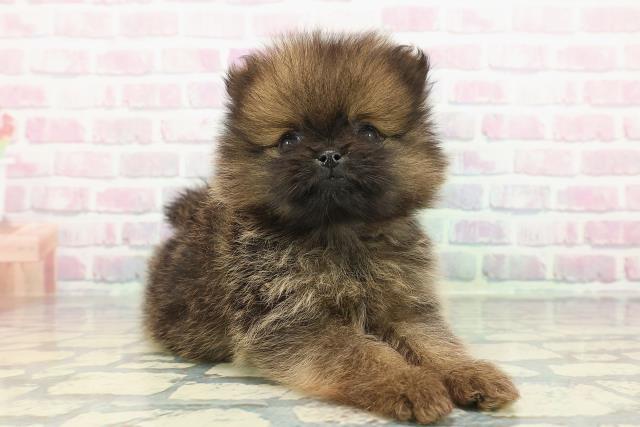 富山県のポメラニアン (Coo&RIKU富山店/2025年12月12日生まれ/男の子/オレンジセーブル)の子犬の3枚目の画像