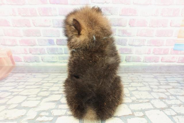 富山県のポメラニアン (Coo&RIKU富山店/2025年12月12日生まれ/男の子/オレンジセーブル)の子犬の4枚目の画像