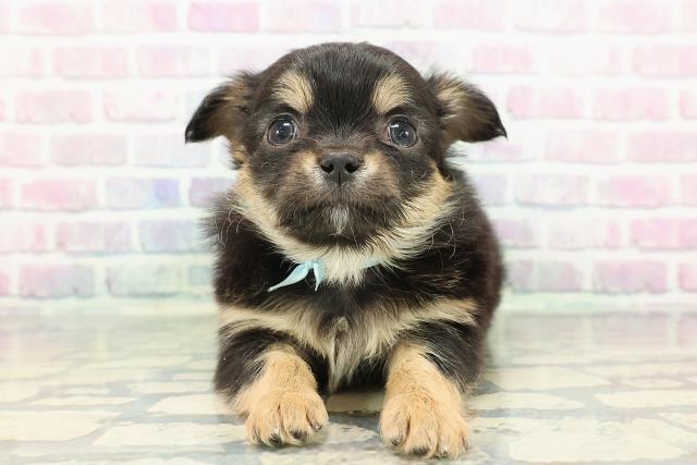 新潟県のチワワ(ロング) (Coo&RIKU上越店/2025年12月14日生まれ/男の子/ブラックタン)の子犬の1枚目の画像