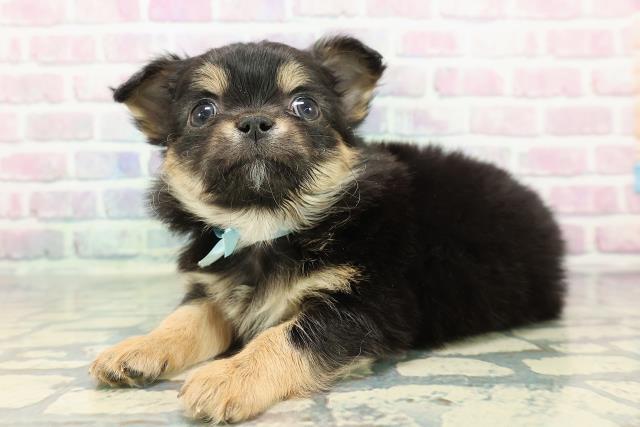 新潟県のチワワ(ロング) (Coo&RIKU上越店/2025年12月14日生まれ/男の子/ブラックタン)の子犬の2枚目の画像