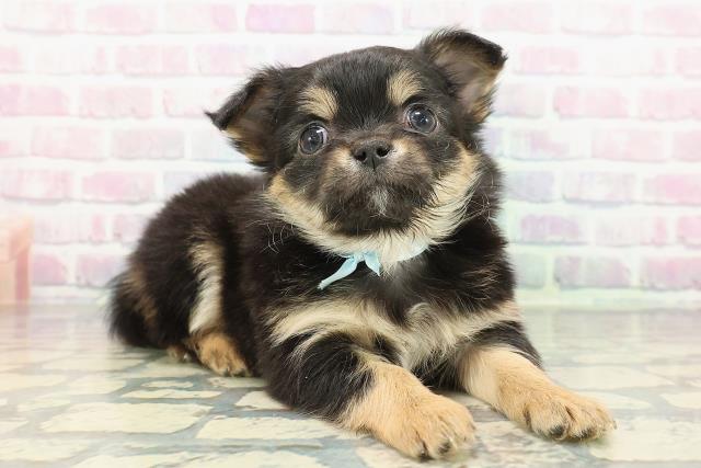 新潟県のチワワ(ロング) (Coo&RIKU上越店/2025年12月14日生まれ/男の子/ブラックタン)の子犬の3枚目の画像