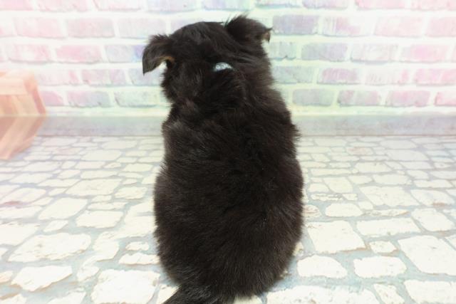 新潟県のチワワ(ロング) (Coo&RIKU上越店/2025年12月14日生まれ/男の子/ブラックタン)の子犬の4枚目の画像