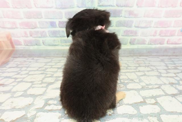 新潟県のチワワ(ロング) (Coo&RIKU新潟東店/2025年12月14日生まれ/女の子/ブラックタンホワイト)の子犬の4枚目の画像