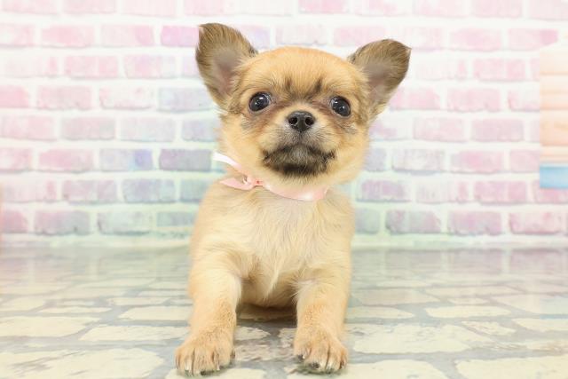 長野県のチワワ(ロング) (Coo&RIKU長野店/2025年12月14日生まれ/女の子/レッド)の子犬の1枚目の画像