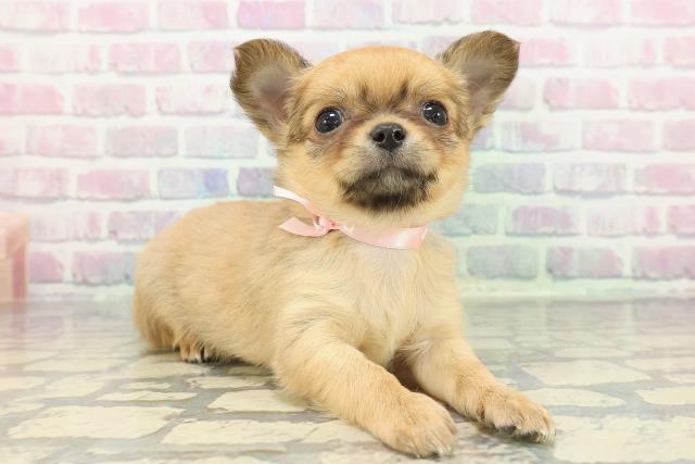 長野県のチワワ(ロング) (Coo&RIKU長野店/2025年12月14日生まれ/女の子/レッド)の子犬の3枚目の画像