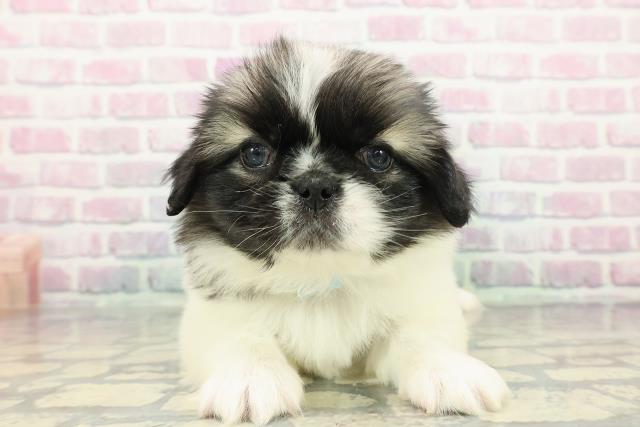 埼玉県のペキニーズ (Coo&RIKU春日部店/2025年12月13日生まれ/男の子/パーティーカラー)の子犬の1枚目の画像