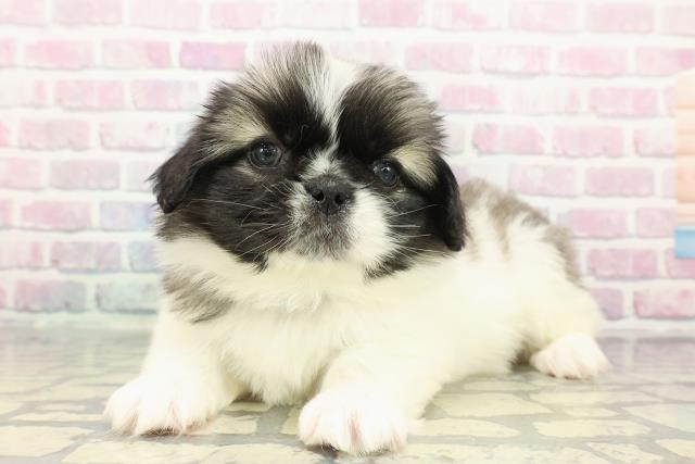 埼玉県のペキニーズ (Coo&RIKU春日部店/2025年12月13日生まれ/男の子/パーティーカラー)の子犬の2枚目の画像