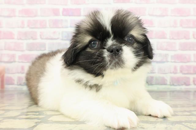 埼玉県のペキニーズ (Coo&RIKU春日部店/2025年12月13日生まれ/男の子/パーティーカラー)の子犬の3枚目の画像