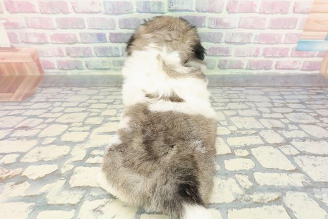 埼玉県のペキニーズ (Coo&RIKU春日部店/2025年12月13日生まれ/男の子/パーティーカラー)の子犬の4枚目の画像