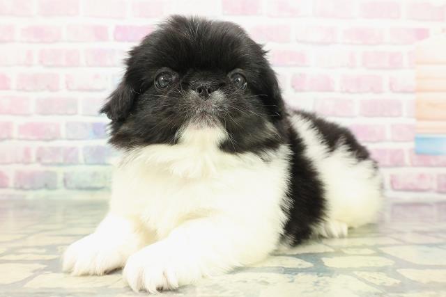 千葉県のペキニーズ (Coo&RIKU東船橋店/2025年12月13日生まれ/男の子/ブラックタンホワイト)の子犬の2枚目の画像