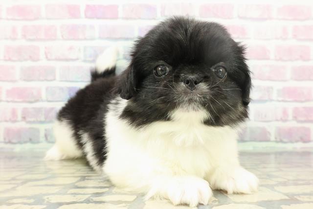 千葉県のペキニーズ (Coo&RIKU東船橋店/2025年12月13日生まれ/男の子/ブラックタンホワイト)の子犬の3枚目の画像