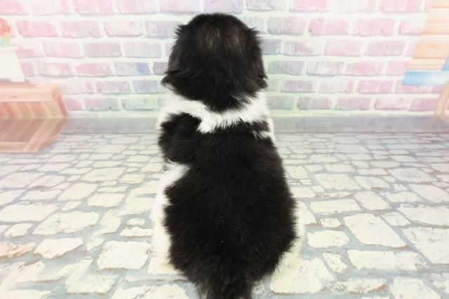 千葉県のペキニーズ (Coo&RIKU東船橋店/2025年12月13日生まれ/男の子/ブラックタンホワイト)の子犬の4枚目の画像