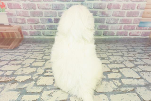 東京都のペキニーズ (Coo&RIKU秋葉原店/2025年12月13日生まれ/男の子/ホワイト)の子犬の4枚目の画像