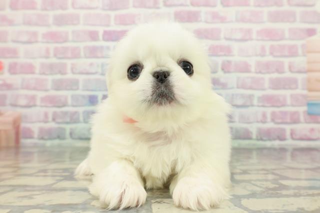 東京都のペキニーズ (Coo&RIKU中野サンモール店/2025年12月13日生まれ/女の子/ホワイト)の子犬の1枚目の画像