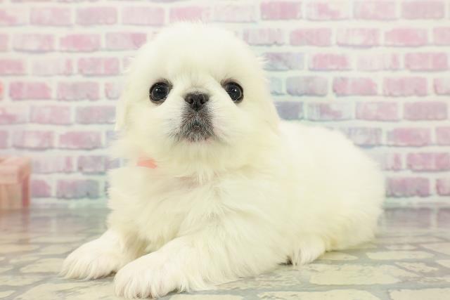 東京都のペキニーズ (Coo&RIKU中野サンモール店/2025年12月13日生まれ/女の子/ホワイト)の子犬の2枚目の画像