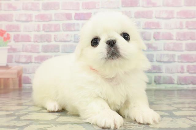 東京都のペキニーズ (Coo&RIKU中野サンモール店/2025年12月13日生まれ/女の子/ホワイト)の子犬の3枚目の画像